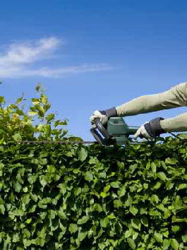 clearan - fotolia-by-studio